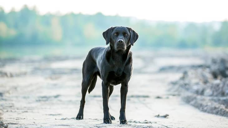 #9. Labrador