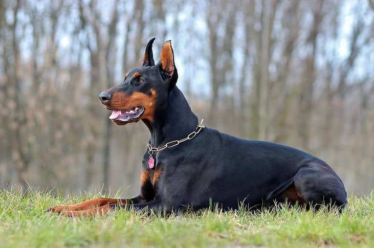 #14. Doberman
