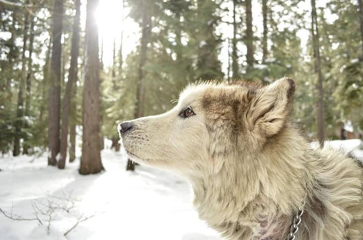 #7. Wolf hybrid
