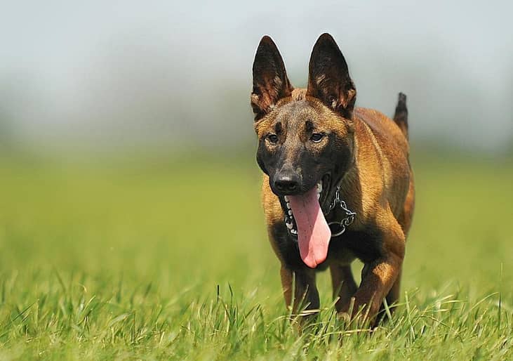 #15. Belgian shepherd (Malinois)
