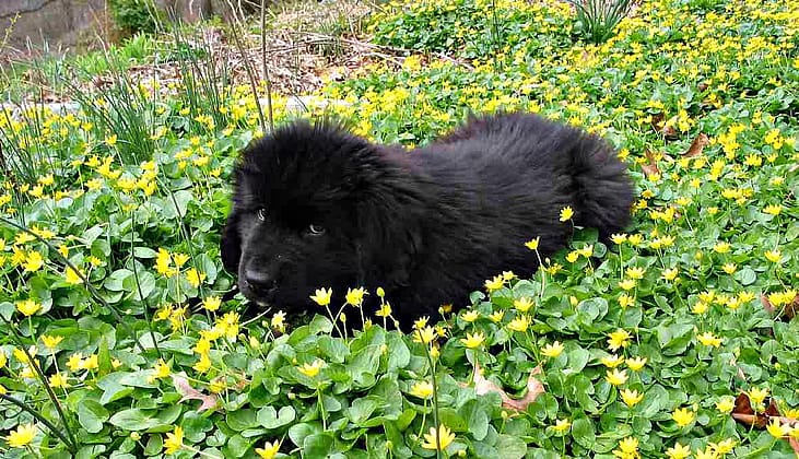 #42. Newfoundland