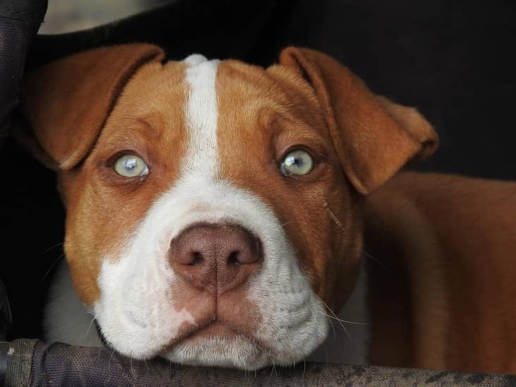 #1. Pit bull