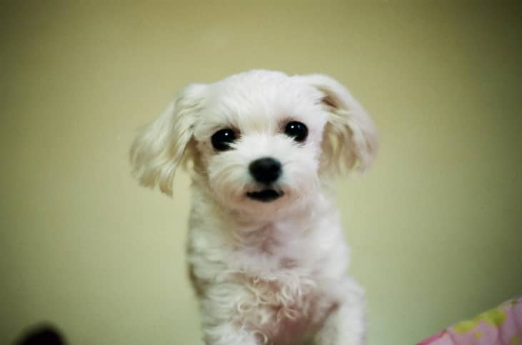 #27. Bailey