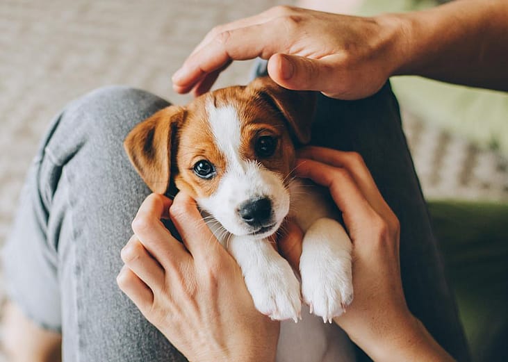 Puppies available for adoption in Pueblo