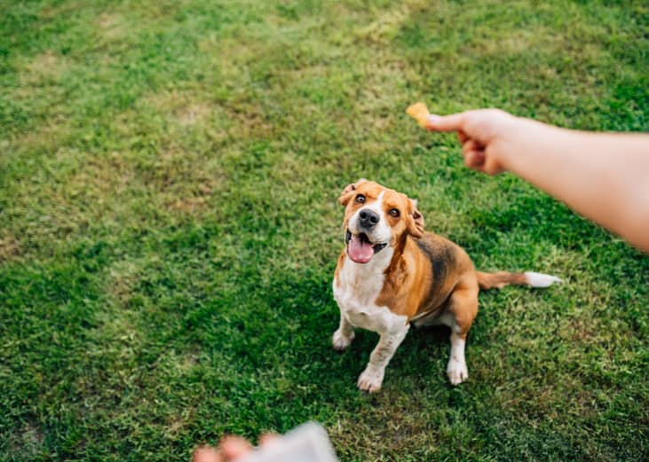 Pumpkin dog treats