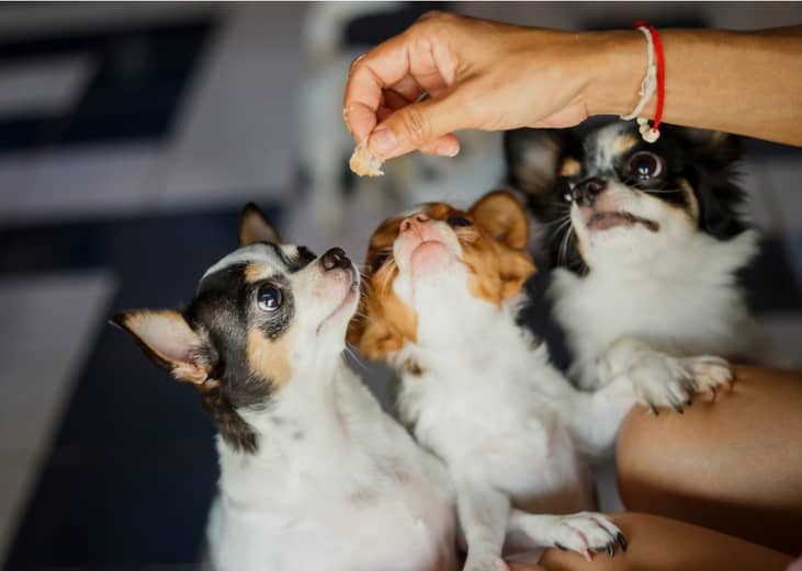 Air-fried puppy poppers