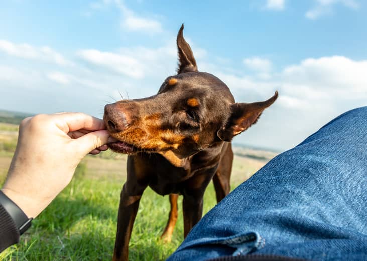 Doggy bliss balls