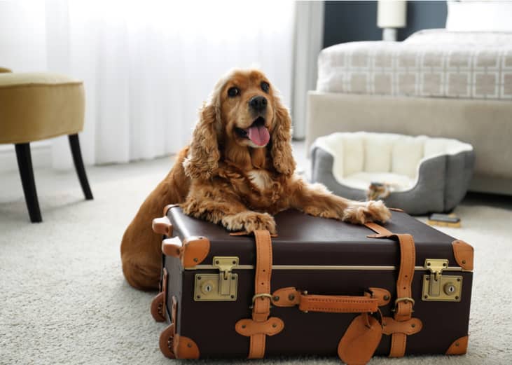 Pet-friendly accommodations