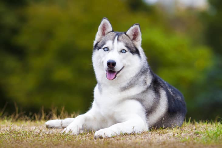 #17. Siberian Huskies