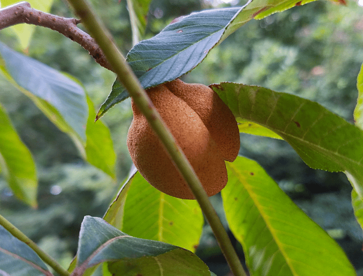 #37. Ohio buckeye