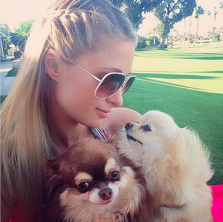 Paris Hilton: Many dogs