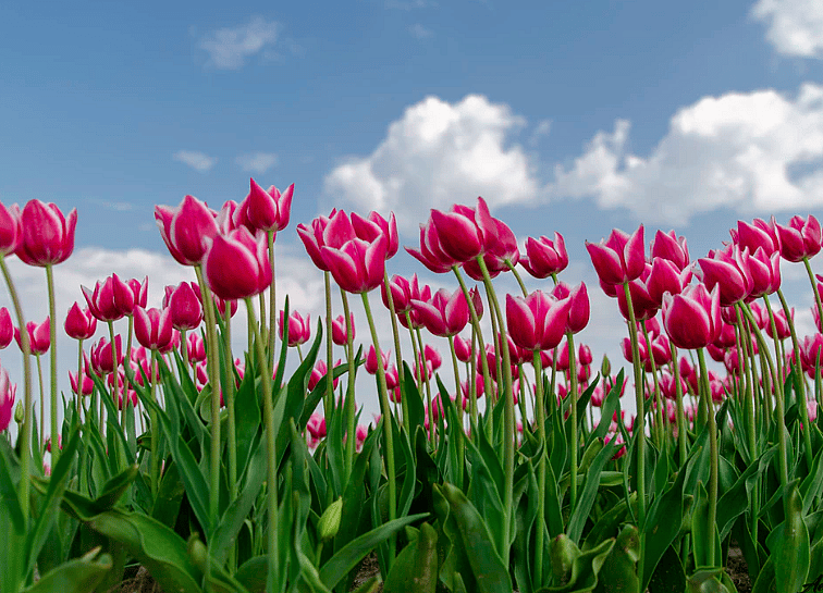 #13. Tulip