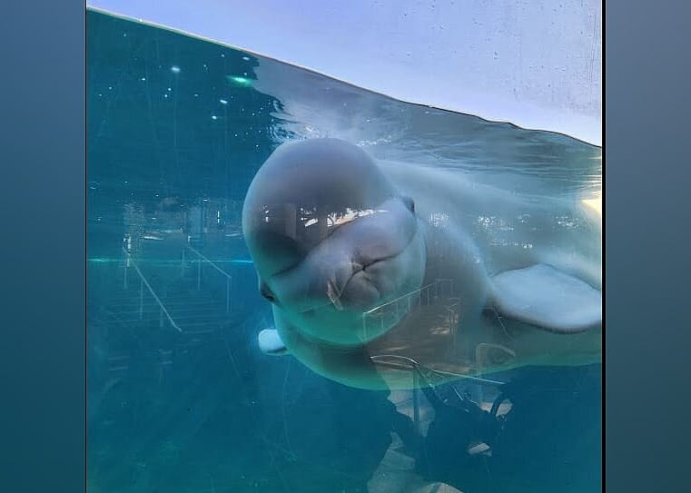 #4. Mystic Aquarium