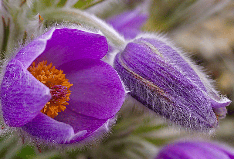 #26. Pasque flowers