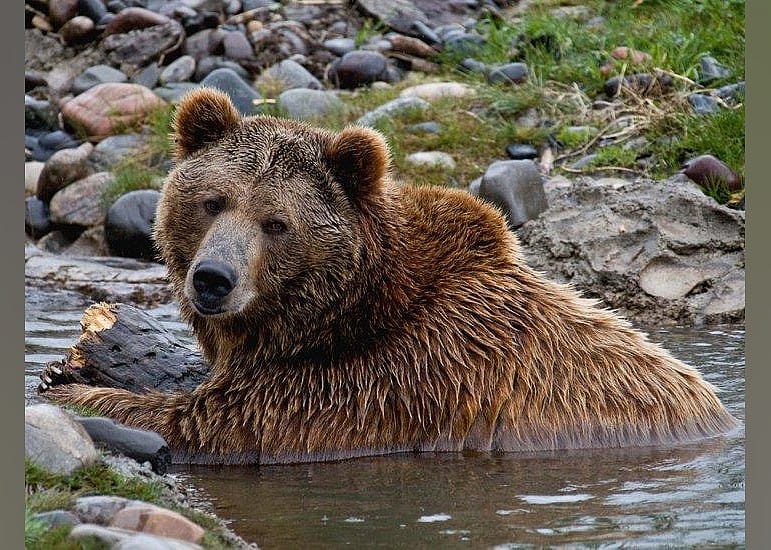 #18. Montana Grizzly Encounter