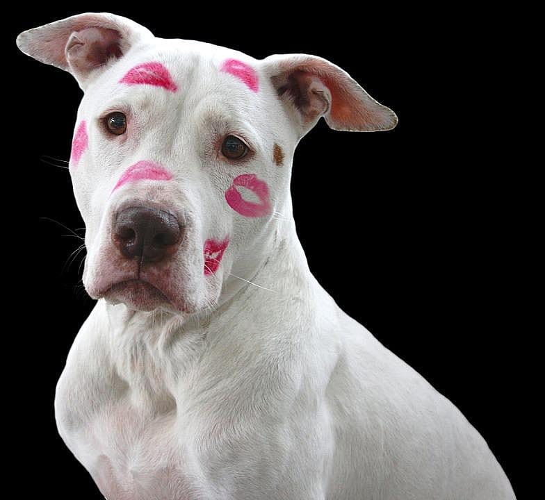 Pit bull