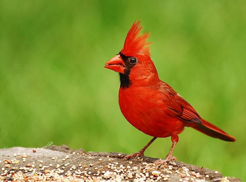 Answer: Kentucky state bird