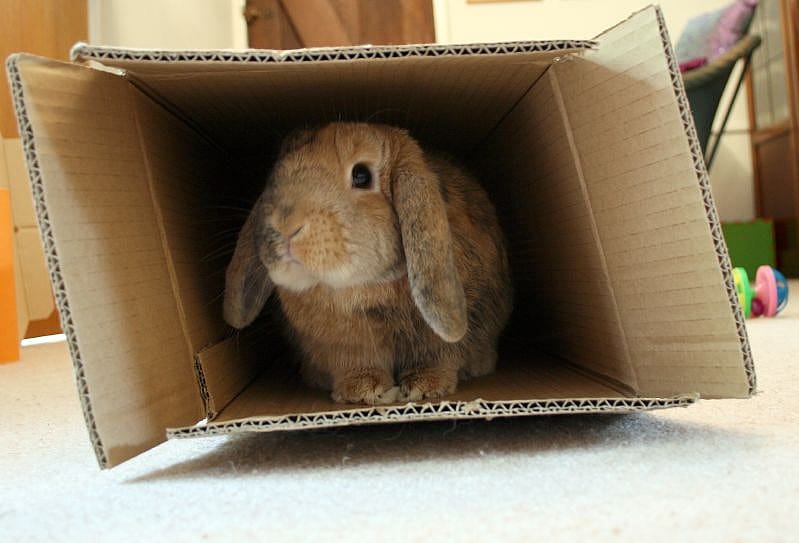 #4. Pet Moving