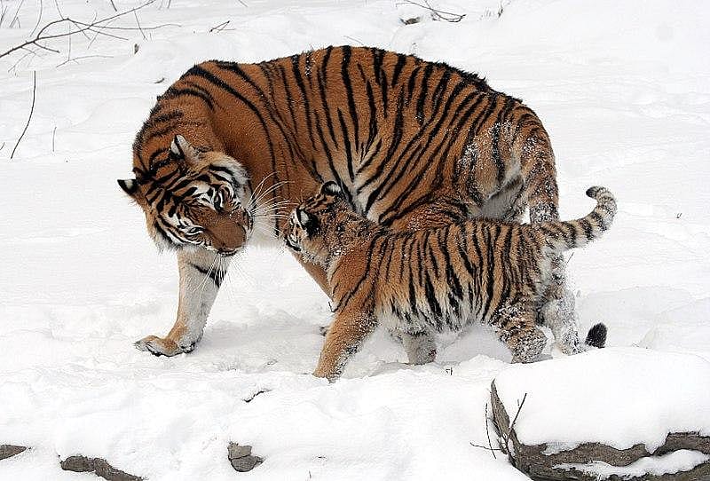Animal Defenders International