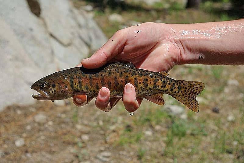Answer: Nevada state fish
