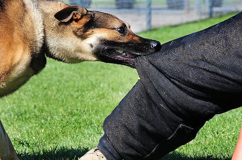 Ankle-biter