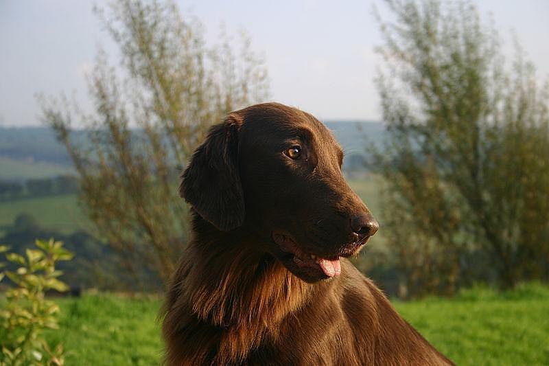 #5. Lola