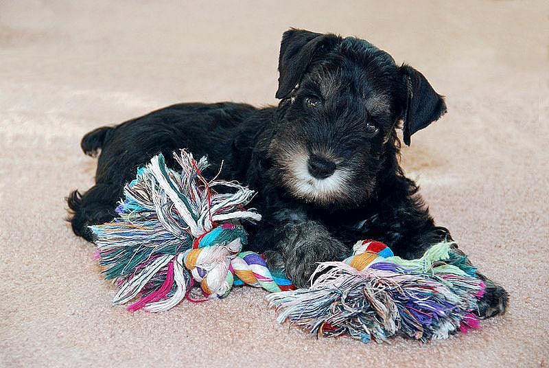 #17. Miniature schnauzer