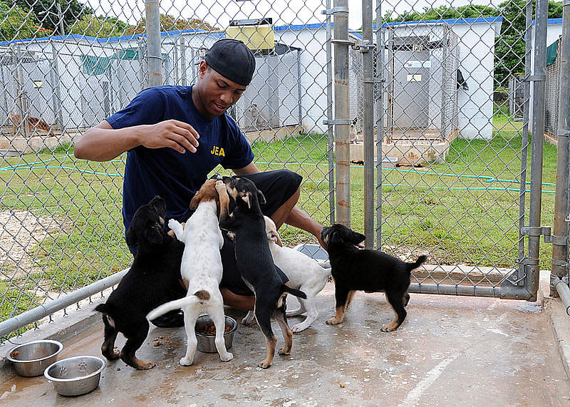 #14. Fostering Animals