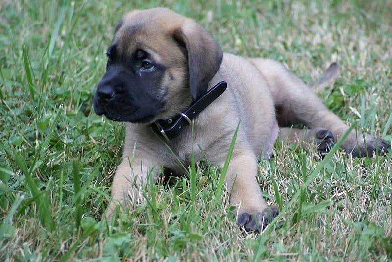 Nietzsche's dog