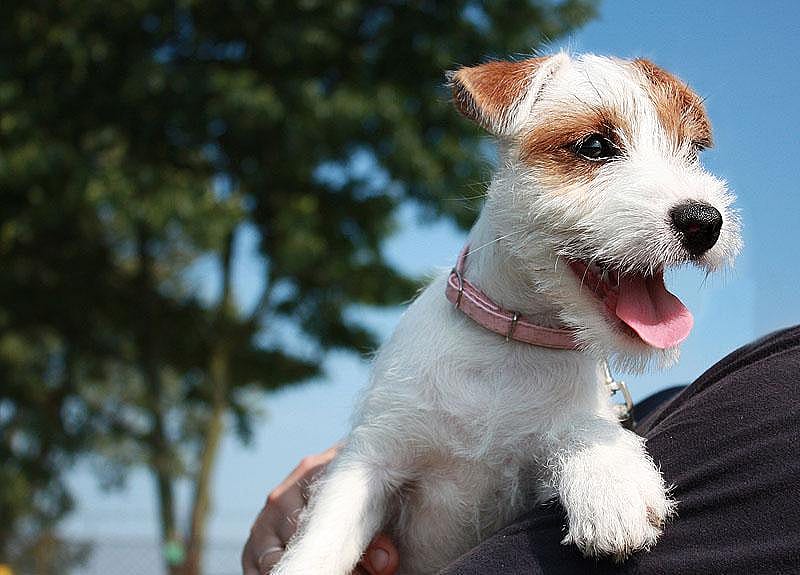 Parson Russell terrier