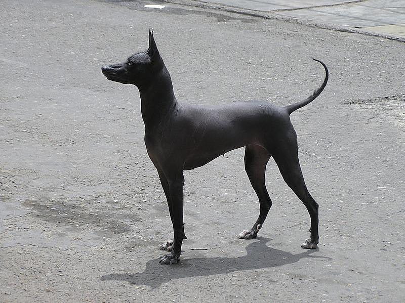 Runt