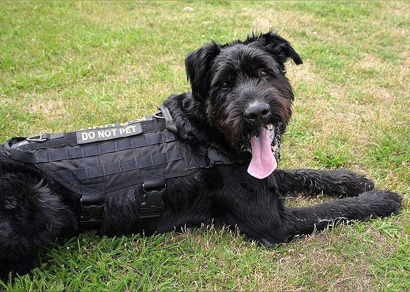 #71. Giant schnauzer