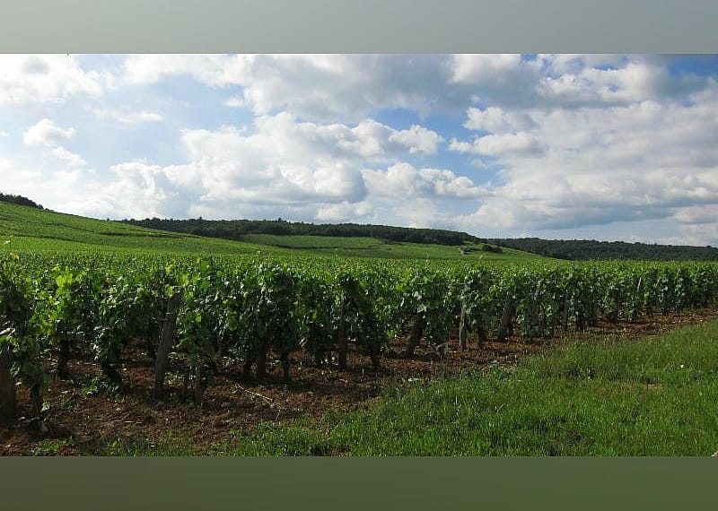 #21. Greenhill Winery and Vineyards