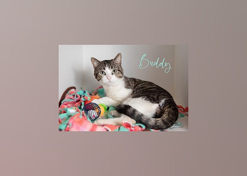 Buddy