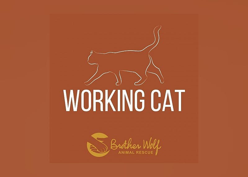 Panda - Working Cat