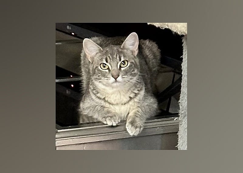 Stormie