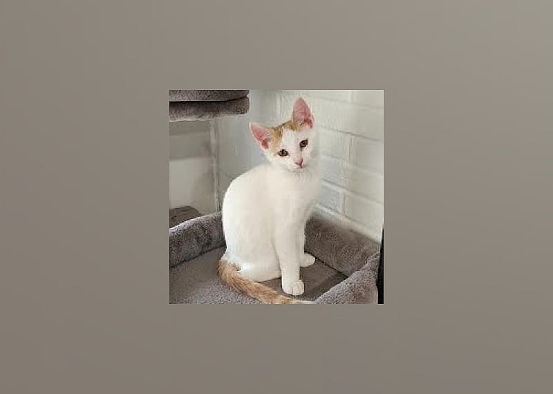 Ronan