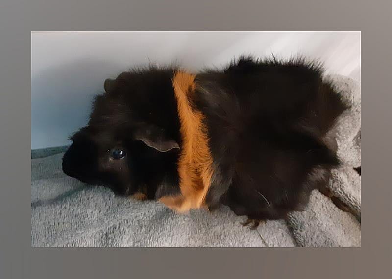 CHOCOLATE CHIP