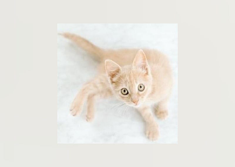 Queso