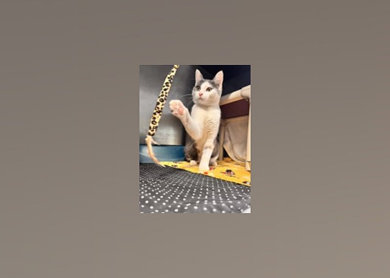 Katniss