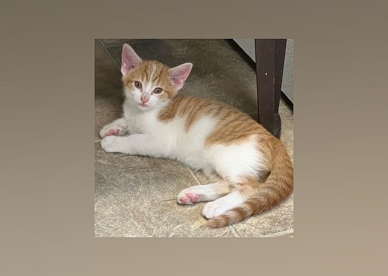Fawn  (Shawn)- Trinity's Baby