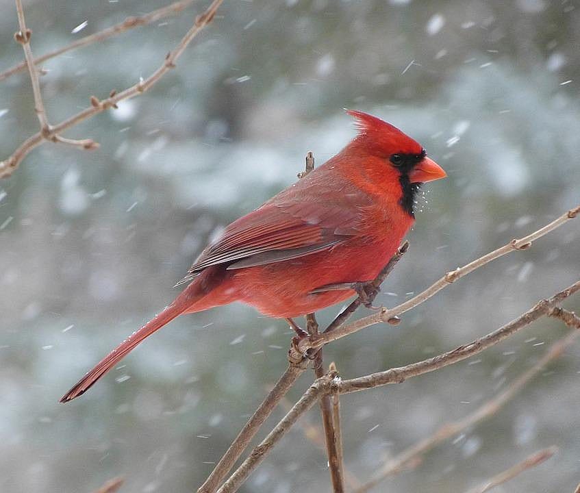 Indiana