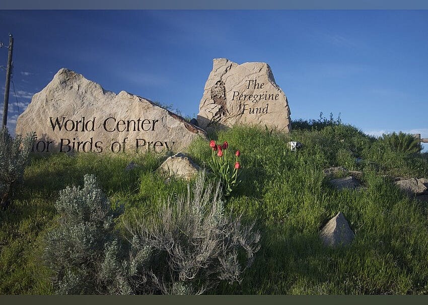 #7. World Center For Birds of Prey