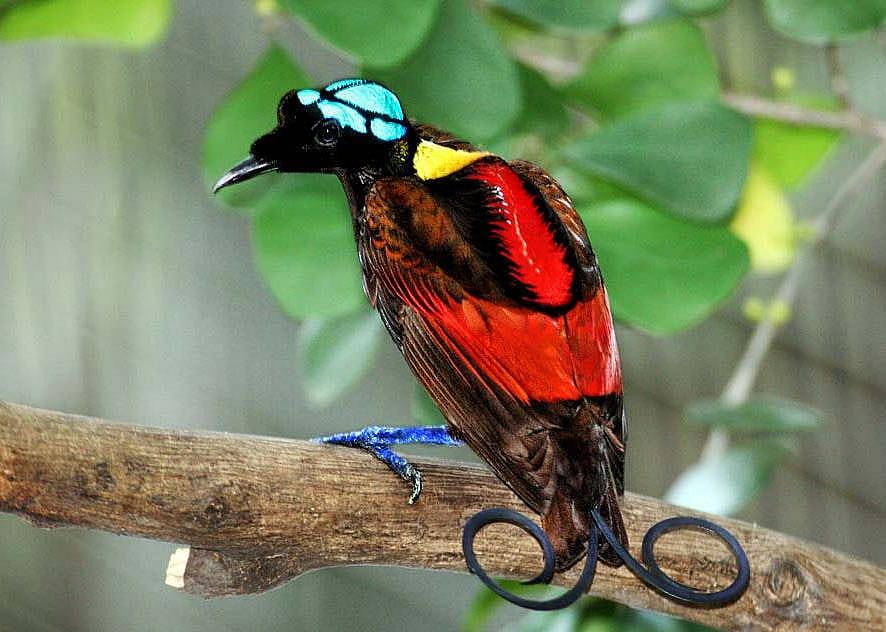 Birds of paradise work hard to show off