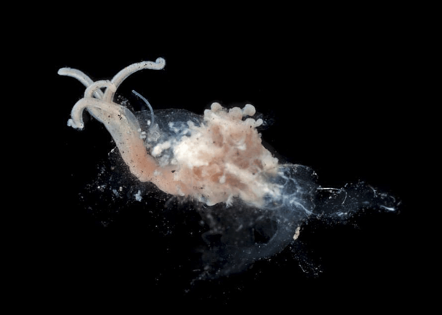 Osedax annelid worms and bacteria