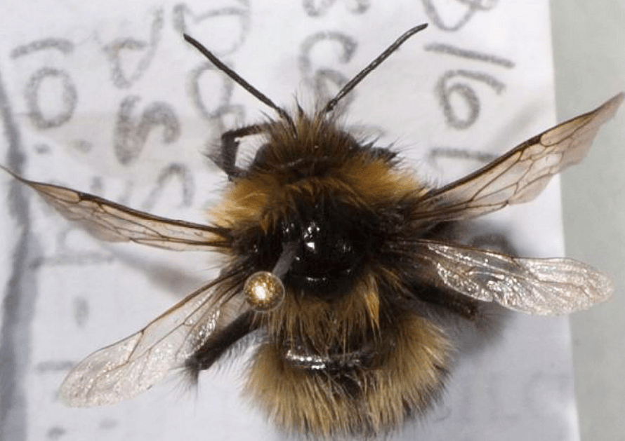 Bumblebee (B. sichelii)