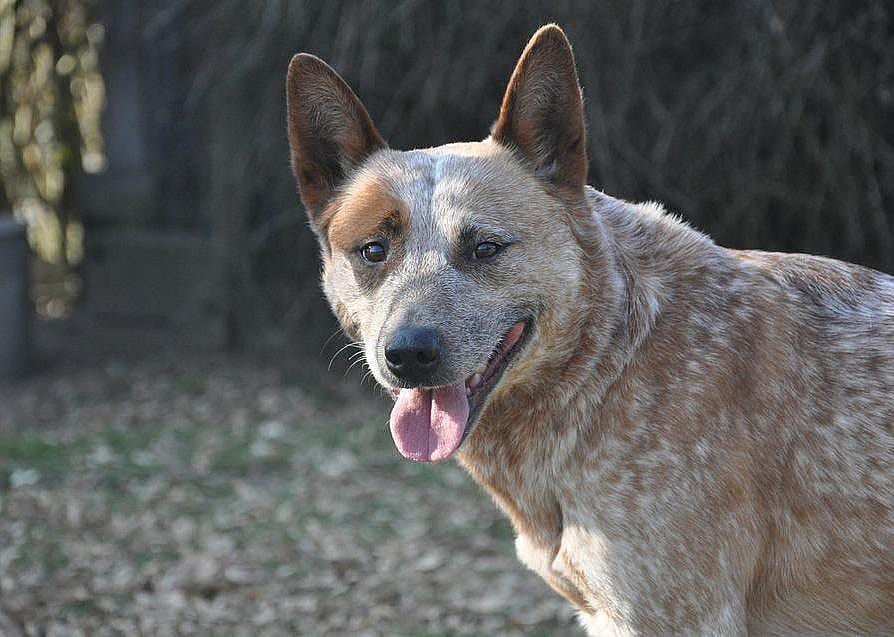 #55. Australian cattle dog