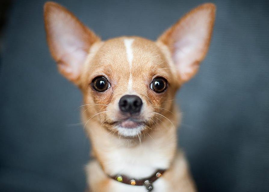 #35. Chihuahua