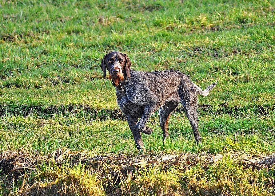 #63. German wirehaired pointer
