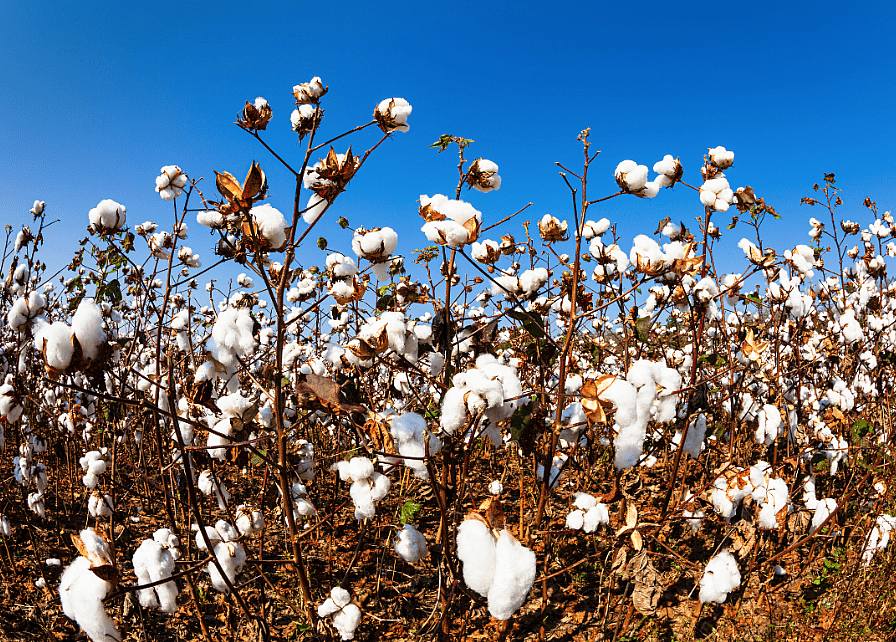 Close up of a cotton field.